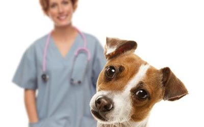 Veterinary associates: Still think you can buy a practice someday?