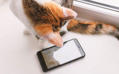 Veterinary telemedicine is a sticky legal wicket
