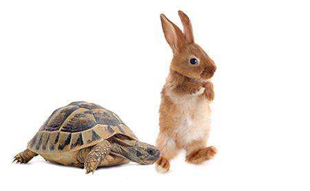 A rabbit and turtle are standing next to each other.
