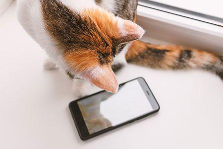 A cat is looking at the screen of an iphone.